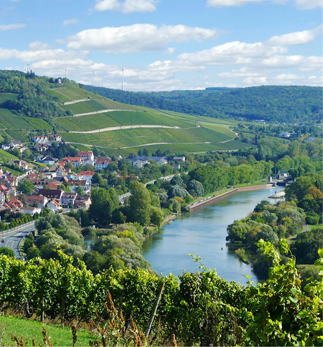Lush green Vineyards lining the banks of the main river