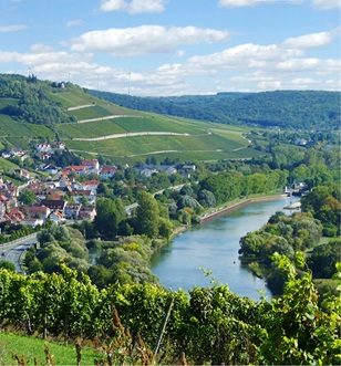 Lush green Vineyards lining the banks of the main river