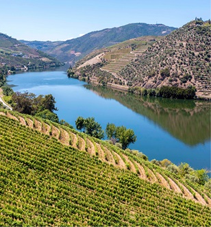 Douro Valley Vineyard, Portugal