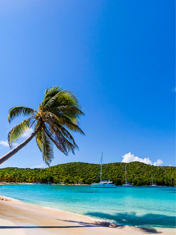A palm tree on a white sandy beach with blue waters in the Caribbean