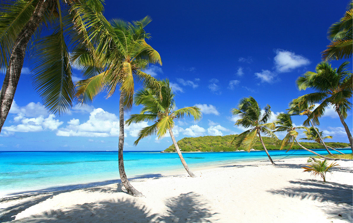 Beachfront on Tobago Cays in the Grenadines with white sand, vibrant blue water and numerous palm trees