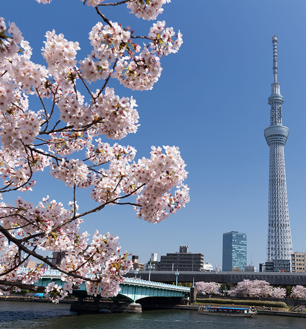 Cherry blossoms and Tokyo Sky Tree, Japan