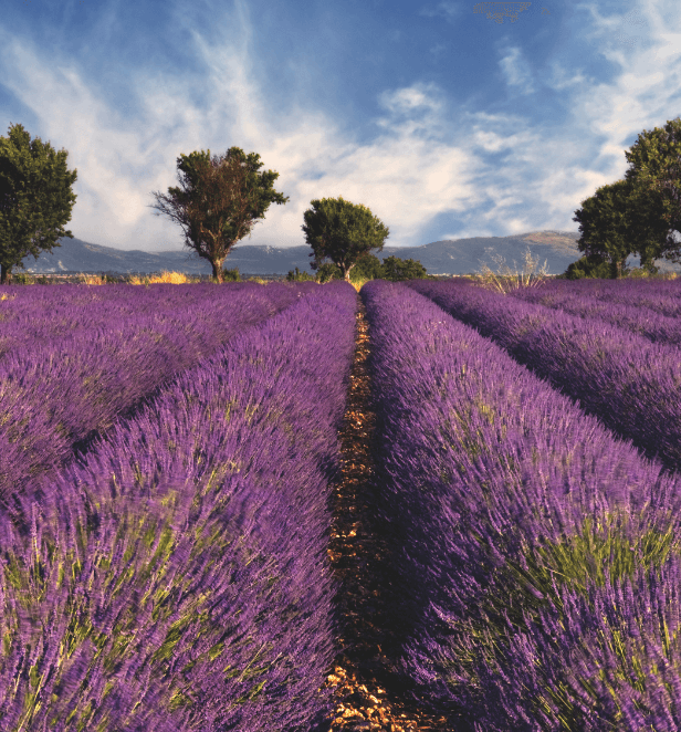 Iconic lavender fields in Provence, France