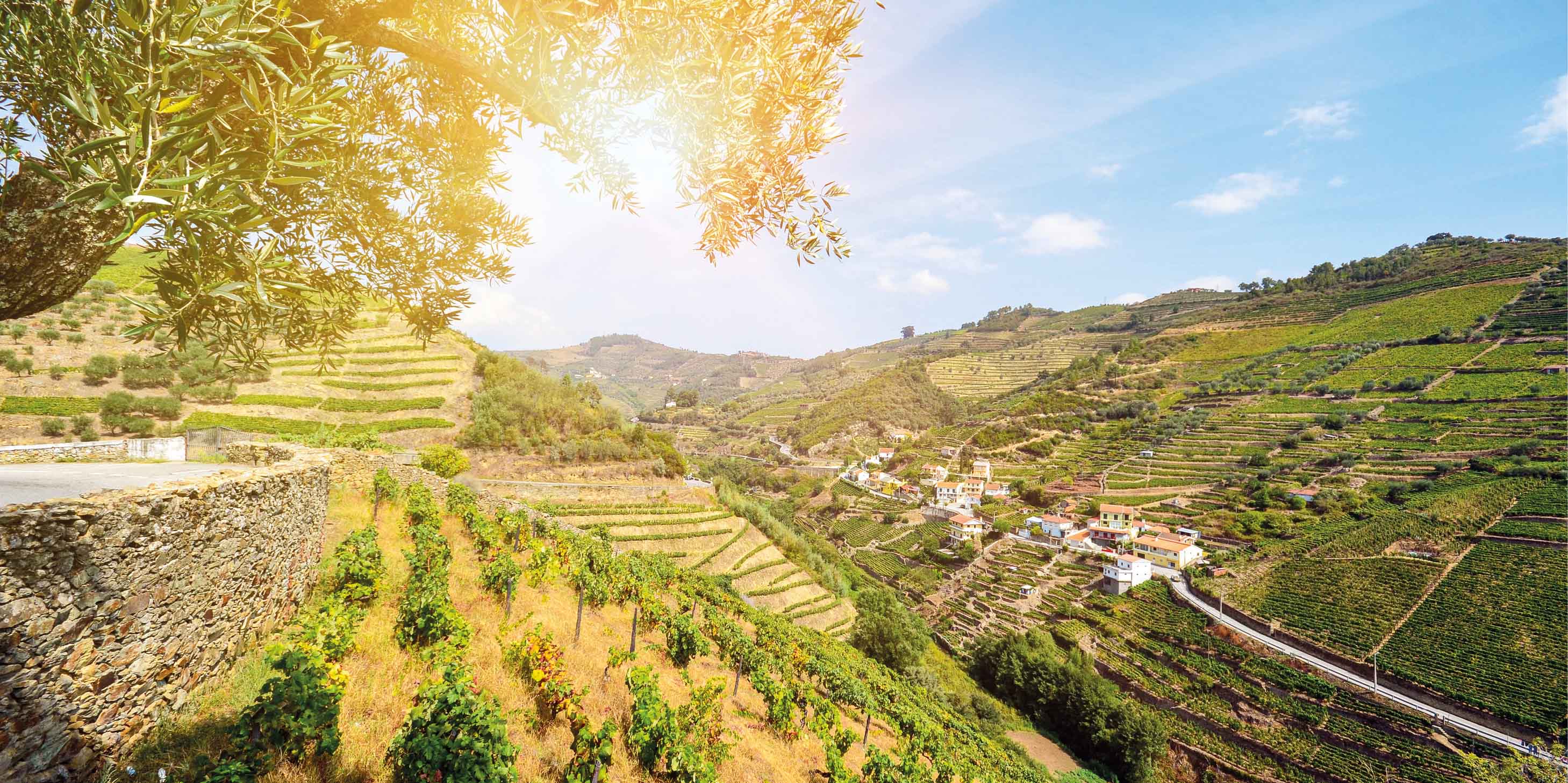 Beautiful vineyards in the Douro Valley, Portugal