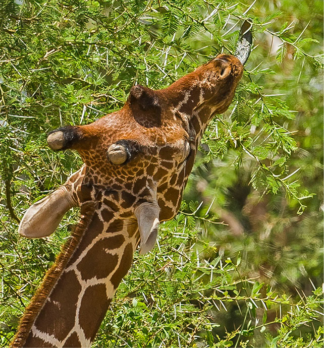 giraffe stretching its head back to reach leaves up in a tree